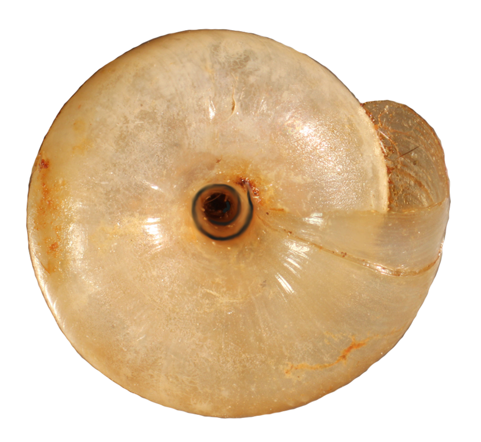 Paravitrea tridens shell bottom